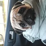 Znaleziono mopsiczke. Znaleziona przy Stawach Stefańskiego. Tymczasowo zabezpieczona. Numer telefonu do kontaktu 883645618