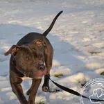 Znaleziono psa, Chełmek, 28 grudnia 2024