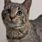 Kot do adopcji, Henrykowo, 3 września 2024