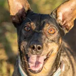 Sunia przywieziona z Komornik