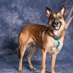 EMIL/ W PROCESIE ADOPCYJNYM OD 23.01.2025/