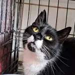 Znaleziono kota, Sosnowiec, 22 stycznia 2025