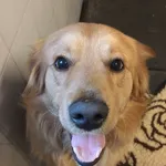 Znaleziono psa, Lublin, 23 stycznia 2025