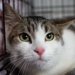 Znaleziono kota, Sosnowiec, 22 stycznia 2025