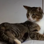 Znaleziono kota, Sosnowiec, 22 stycznia 2025