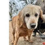 Szabunia – pokaż jej, że życie może być piękne