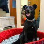 Pies do adopcji, Głowno, 24 stycznia 2025