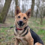 Znaleziono psa, Grudziądz, 17 listopada 2024