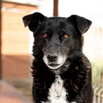 Sonia - spokojna, łagodna sunia do pokochania!