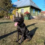 Pies do adopcji, Ropczyce, 27 stycznia 2025