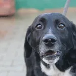 Sławik