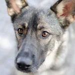 Czika - młoda, wesoła suczka w typie owczarka