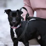 Pies do adopcji, Piła, 1 sierpnia 2024