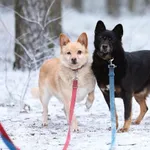 Pies do adopcji, Piła, 9 listopada 2021