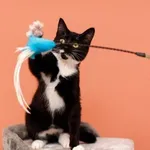 Kot do adopcji, Elbląg, 18 października 2024