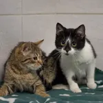 Znaleziono kota, Sosnowiec, 24 stycznia 2025