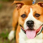 Pies do adopcji, Elbląg, 2 lipca 2024