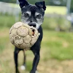 Pies do adopcji, Piła, 17 października 2016