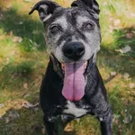 Pies do adopcji, Piła, 17 października 2016