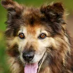 Pies do adopcji, Elbląg, 8 sierpnia 2024