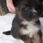 Znaleziono psa, Nowa Krępa, 14 stycznia 2025