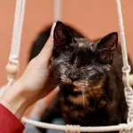 Kot do adopcji, Elbląg, 11 października 2024