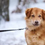 Pies do adopcji, Piła, 27 sierpnia 2024