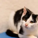 Kot do adopcji, Elbląg, 19 września 2024