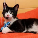 Kot do adopcji, Elbląg, 2 października 2024