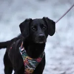 Pies do adopcji, Piła, 28 lipca 2024