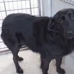 Znaleziono psa, Nowa Krępa, 18 stycznia 2025