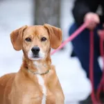 Pies do adopcji, Piła, 3 listopada 2020