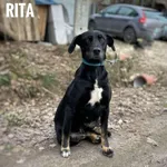 Rita