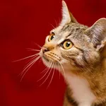 Kot do adopcji, Elbląg, 29 października 2024