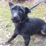 Styczna to suczka przywieziona w dniu 22.01.2025r z terenu gm. Trojanów, filigranowa, kontaktowa