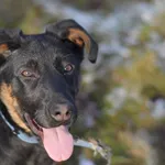 Pies do adopcji, Olsztyn, 7 stycznia 2025