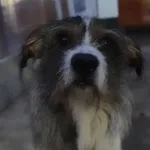 Znaleziono psa, Gdańsk, 29 stycznia 2025