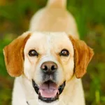 Pies do adopcji, Elbląg, 5 czerwca 2024