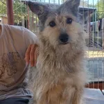 Szczota - wesoła, aktywna, niekonfliktowa sunia!