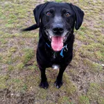 Znaleziono psa, Szczecin, 29 stycznia 2025