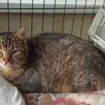 Znaleziono kota, Toruń, 23 stycznia 2025