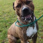 Pies do adopcji, Bełchatów, 28 sierpnia 2024