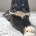 Zaginął kot, Łódź, 28 stycznia 2025