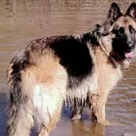 Zaginął pies, Suchedniów, 30 stycznia 2025