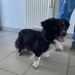 Znaleziono psa, Lublin, 30 stycznia 2025