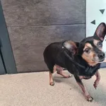 Znaleziono psa, Chełmek, 30 stycznia 2025