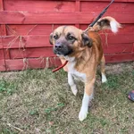 Znaleziono psa, Czartki, 29 stycznia 2025