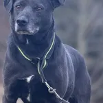 Imię: Blue Chip: 616093902550344 Płeć : Samiec Wiek: styczeń 2015 Wielkość: średnia Dzieci: w wieku szkolnym Kastracja/sterylizacja: tak Inne Psy: akceptuje inne psy Charakter: Blue to bardzo sympatyc