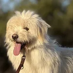 Pies do adopcji, Pieczyska, 29 stycznia 2025