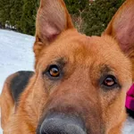 Zaginął pies, Granica, 30 stycznia 2025